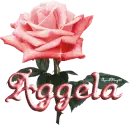 red rose aggela