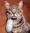 cat and mouse