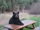 picnic anyone