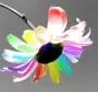 Colorful flower