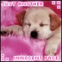 Cute puppy