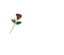 Delia written with Red Rose