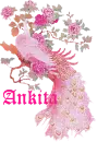 Ankita's pink peacock