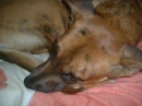 Female dog sleeping in his bed