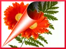 Gerbera