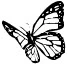 black butterfly!=_