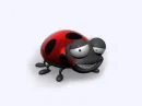 ladybird