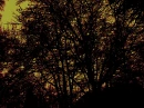 evil trees