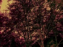 drak tree