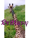Brittany Giraffe