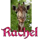 Rachel