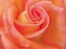beautiful red