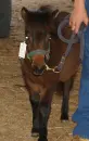 mini horse
