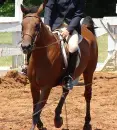 horse