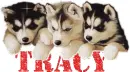 tracy