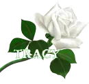 tracy  rose