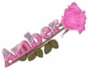 Amber pink rose