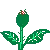 a flower blooming