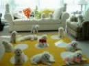 Cute dogs