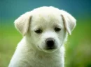 Sad dog