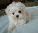 cute puppy