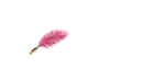Judy with Pink Feather