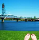 ducks at waterfront