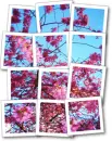 cherry blossoms