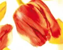 Tulip - spring