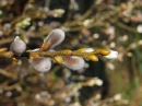 vide -spring