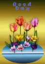 tulip