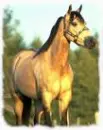 horses