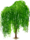Weeping Willow