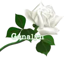 Genalyn
