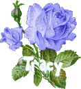 tracy  rose