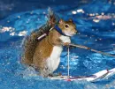 Squirrel spy