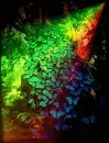 butterfly, mariposas