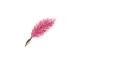 Jayleen with Pink Ink & Feather