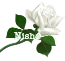 Nisha