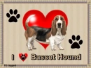 I luv my Basset Hound