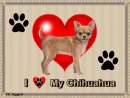 I luv my Chihuahua