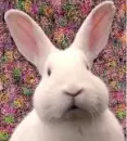 Cute bunny