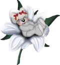 creddy girl bear on a flower