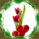 tulip