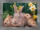 happy bunny