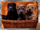 Three amigos