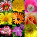 Colage Flower