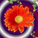 red