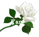 Yam