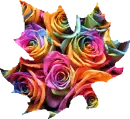 Rainbow Roses Leaf